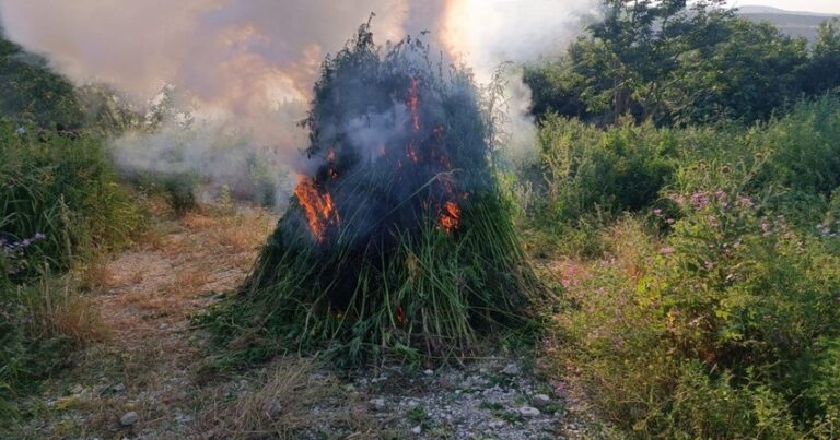 В Нахчыване уничтожено около 40 тонн дикорастущей конопли