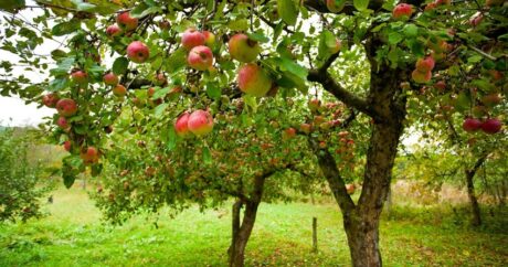 В Шамкире почти вдвое выросла урожайность фруктовых садов