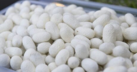 В Геранбое ожидается производство 4,4 тонны кокона шелкопряда