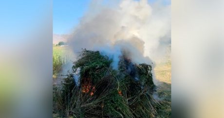 В Нахчыване уничтожено более трех тонн кустов конопли