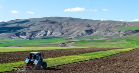 Аграрный сектор в Азербайджане незначительно вырос