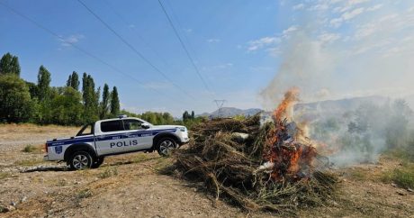 В Нахчыване уничтожено около 8 тонн дикорастущей конопли