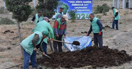 В Сумгайыте к началу ноября планируется посадить 300 тыс. деревьев