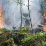 В Азербайджане изменен порядок возмещения ущерба и убытков лесному хозяйству