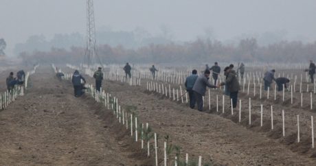 В Евлахском районе сажают новый лес на 30 гектарах